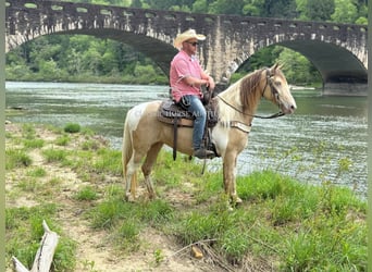 Tennessee walking horse, Caballo castrado, 11 años, 142 cm, Champán