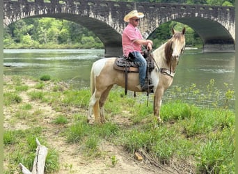 Tennessee walking horse, Caballo castrado, 11 años, 142 cm, Champán