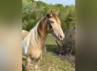 Tennessee walking horse, Caballo castrado, 11 años, 142 cm, Champán