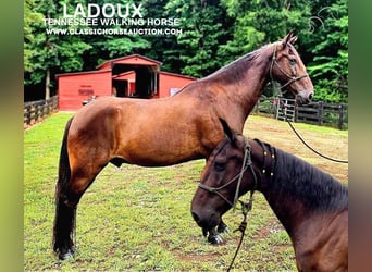 Tennessee walking horse, Caballo castrado, 11 años, 142 cm, Negro