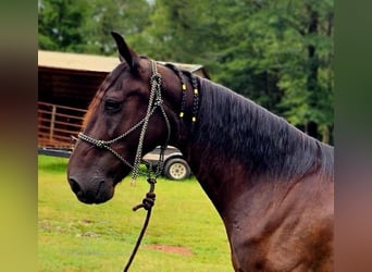 Tennessee walking horse, Caballo castrado, 11 años, 142 cm, Negro