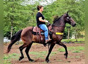 Tennessee walking horse, Caballo castrado, 11 años, 142 cm, Negro