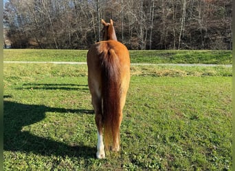 Tennessee walking horse, Caballo castrado, 11 años, 150 cm, Castaño-ruano