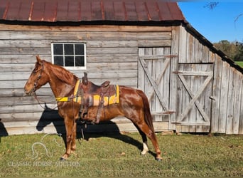 Tennessee walking horse, Caballo castrado, 11 años, 152 cm, Alazán rojizo