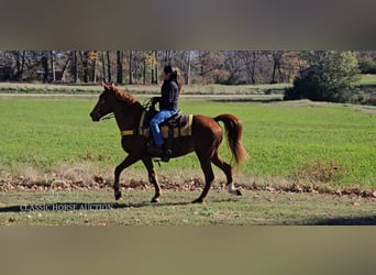 Tennessee walking horse, Caballo castrado, 11 años, 152 cm, Alazán rojizo