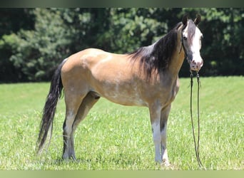 Tennessee walking horse, Caballo castrado, 11 años, 152 cm, Buckskin/Bayo