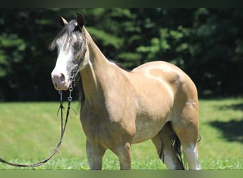 Tennessee walking horse, Caballo castrado, 11 años, 152 cm, Buckskin/Bayo