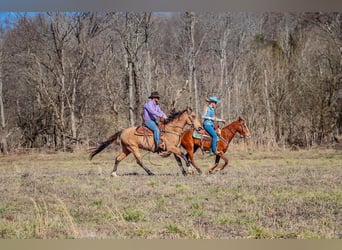 Tennessee walking horse, Caballo castrado, 11 años, 152 cm, Buckskin/Bayo