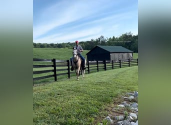 Tennessee walking horse, Caballo castrado, 11 años, 152 cm, Palomino