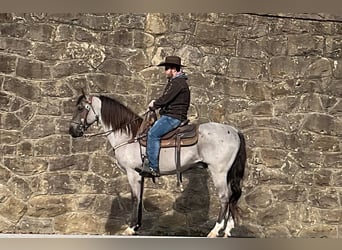 Tennessee walking horse, Caballo castrado, 11 años, 152 cm, Ruano azulado