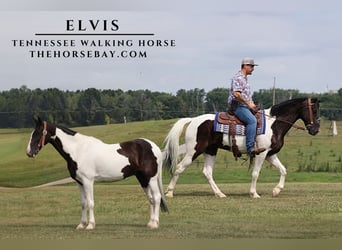 Tennessee walking horse, Caballo castrado, 11 años, 152 cm, Tobiano-todas las-capas