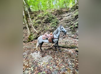 Tennessee walking horse, Caballo castrado, 11 años, 152 cm, Tordo