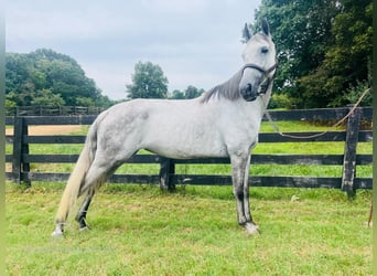 Tennessee walking horse, Caballo castrado, 11 años, 152 cm, Tordo