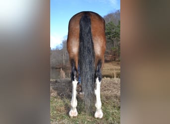 Tennessee walking horse, Caballo castrado, 11 años, 155 cm, Castaño-ruano