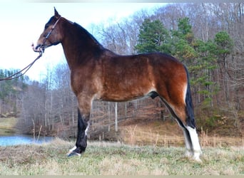 Tennessee walking horse, Caballo castrado, 11 años, 155 cm, Castaño-ruano