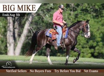 Tennessee walking horse, Caballo castrado, 11 años, 155 cm, Morcillo