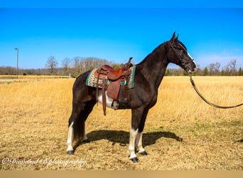 Tennessee walking horse, Caballo castrado, 11 años, 157 cm, Negro