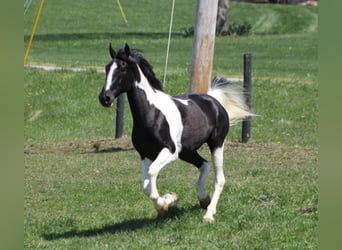 Tennessee walking horse, Caballo castrado, 11 años, 163 cm, Tovero-todas las-capas