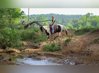 Tennessee walking horse, Caballo castrado, 11 años, 165 cm, Tobiano-todas las-capas
