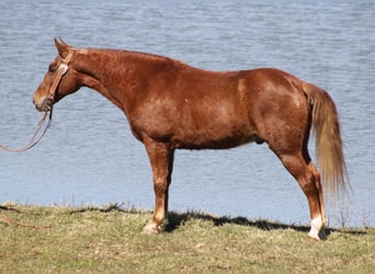 Tennessee walking horse, Caballo castrado, 11 años, Alazán rojizo