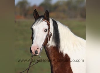 Tennessee walking horse, Caballo castrado, 11 años, Castaño rojizo