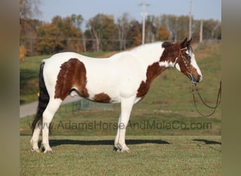 Tennessee walking horse, Caballo castrado, 11 años, Castaño rojizo