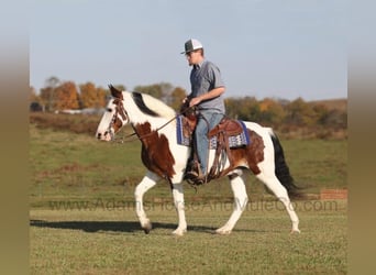 Tennessee walking horse, Caballo castrado, 11 años, Castaño rojizo