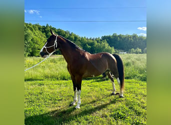Tennessee walking horse, Caballo castrado, 11 años, Castaño-ruano