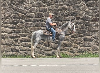 Tennessee walking horse, Caballo castrado, 11 años, Tordo