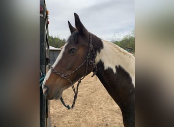 Tennessee walking horse, Caballo castrado, 12 años, 122 cm, Negro