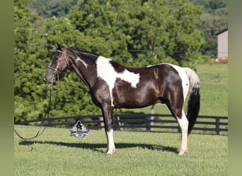 Tennessee walking horse, Caballo castrado, 12 años, 142 cm, Tobiano-todas las-capas