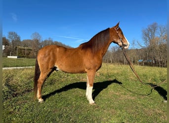 Tennessee walking horse, Caballo castrado, 12 años, 150 cm, Castaño-ruano