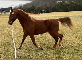 Tennessee walking horse, Caballo castrado, 12 años, 152 cm, Alazán rojizo