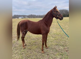 Tennessee walking horse, Caballo castrado, 12 años, 152 cm, Alazán rojizo