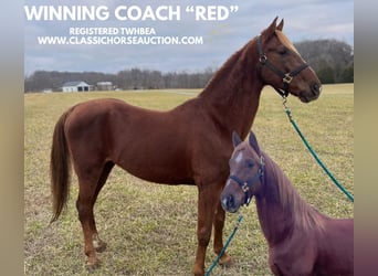 Tennessee walking horse, Caballo castrado, 12 años, 152 cm, Alazán rojizo