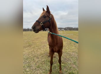 Tennessee walking horse, Caballo castrado, 12 años, 152 cm, Alazán rojizo