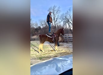 Tennessee walking horse, Caballo castrado, 12 años, 152 cm, Alazán rojizo