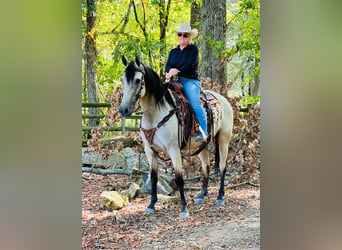 Tennessee walking horse, Caballo castrado, 12 años, 152 cm, Buckskin/Bayo