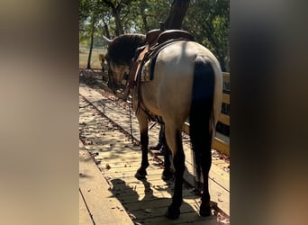 Tennessee walking horse, Caballo castrado, 12 años, 152 cm, Buckskin/Bayo