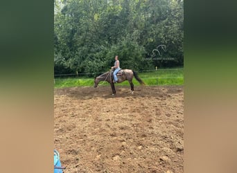 Tennessee walking horse, Caballo castrado, 12 años, 152 cm, Buckskin/Bayo