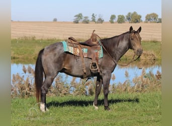 Tennessee walking horse, Caballo castrado, 12 años, 152 cm, Buckskin/Bayo