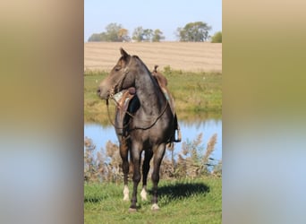 Tennessee walking horse, Caballo castrado, 12 años, 152 cm, Buckskin/Bayo