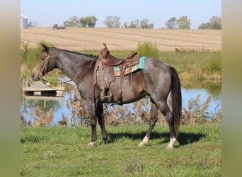 Tennessee walking horse, Caballo castrado, 12 años, 152 cm, Buckskin/Bayo