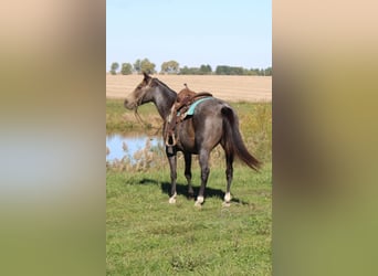 Tennessee walking horse, Caballo castrado, 12 años, 152 cm, Buckskin/Bayo