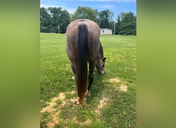 Tennessee walking horse, Caballo castrado, 12 años, 152 cm, Buckskin/Bayo