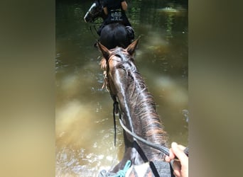 Tennessee walking horse, Caballo castrado, 12 años, 152 cm, Buckskin/Bayo