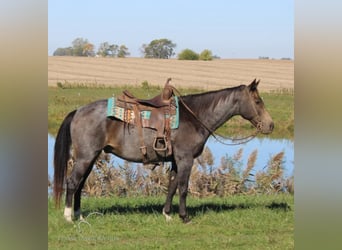 Tennessee walking horse, Caballo castrado, 12 años, 152 cm, Buckskin/Bayo