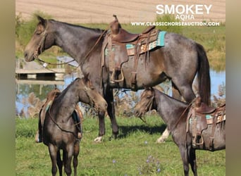 Tennessee walking horse, Caballo castrado, 12 años, 152 cm, Buckskin/Bayo