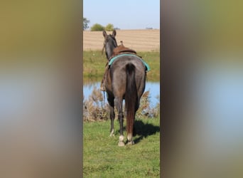 Tennessee walking horse, Caballo castrado, 12 años, 152 cm, Buckskin/Bayo