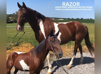 Tennessee walking horse, Caballo castrado, 12 años, 152 cm, Castaño rojizo